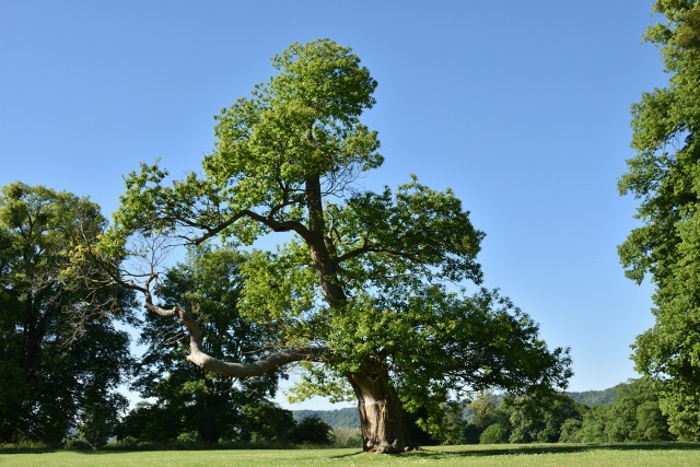 Abbaye de Jumièges, France (26-05-2017)